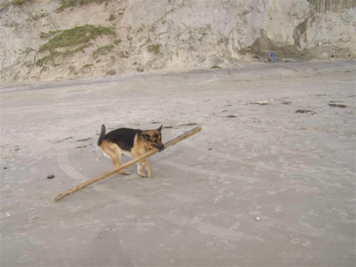 Schæferhund Quido - er jeg ikke bar dygtig har helt selv fundet den:) billede 7