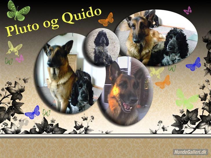 Schæferhund Quido - er det ikke bar et godt billed mange trak for billedet bente t billede 8