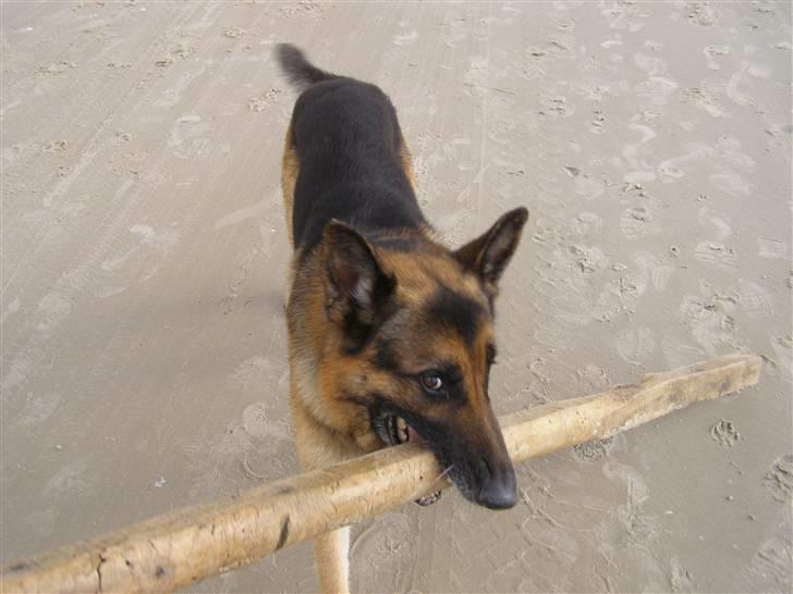 Schæferhund Quido - gaa bare kom haha:) billede 9