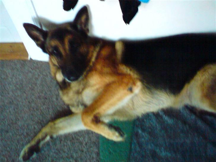 Schæferhund Quido - der er nú ikk noget som og ligge og slappe af;) billede 10