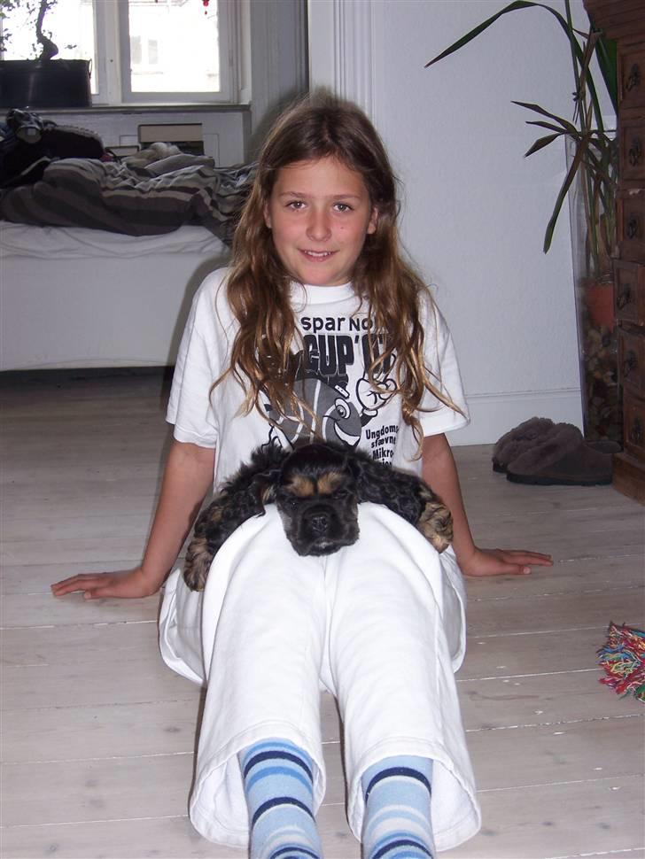 Amerikansk cocker spaniel Oscar - Hund??? Skildpadde ??? billede 2