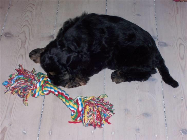 Amerikansk cocker spaniel Oscar - Man bliver træt af at lege med sit legetøj billede 3