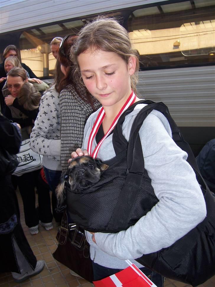 Amerikansk cocker spaniel Oscar - Oscar henter Cecilie, som havde været til turnering, og vundet GULD billede 5