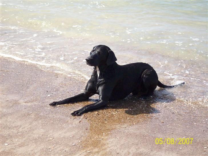 Blanding af racer Bingo - sååå flot en fyr.. billede 1