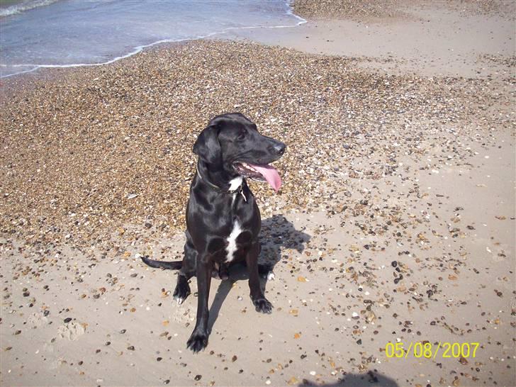 Blanding af racer Bingo - jeg er en meget fornem herre billede 2