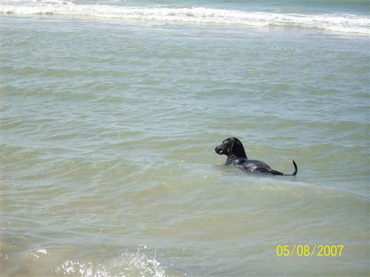 Blanding af racer Bingo - stadig dejligt billede 4