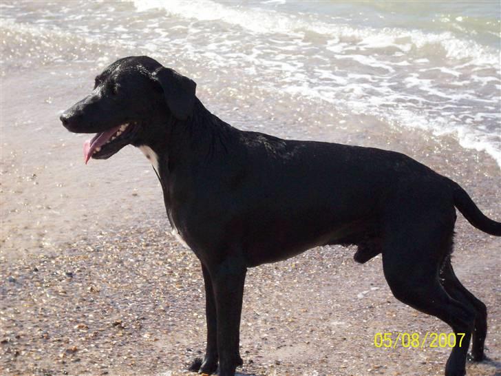 Blanding af racer Bingo - jeg er en rigtig præmiehund, hvis jeg altså var med i konkurrencer.. billede 5