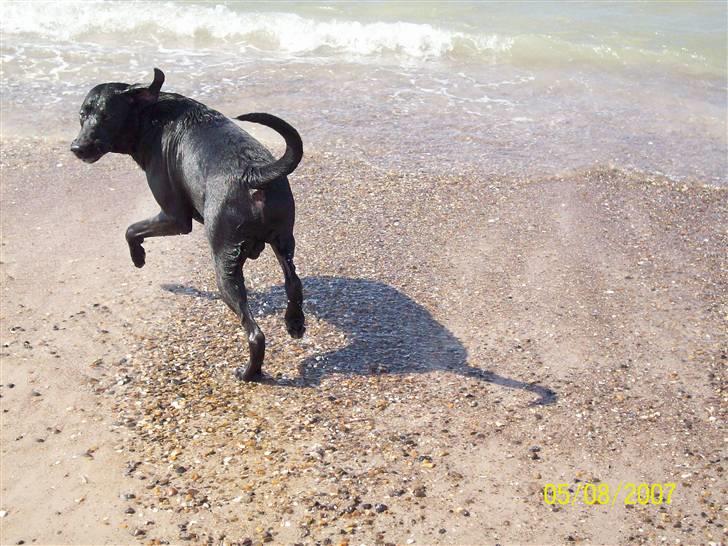 Blanding af racer Bingo - kom så med bolden billede 6