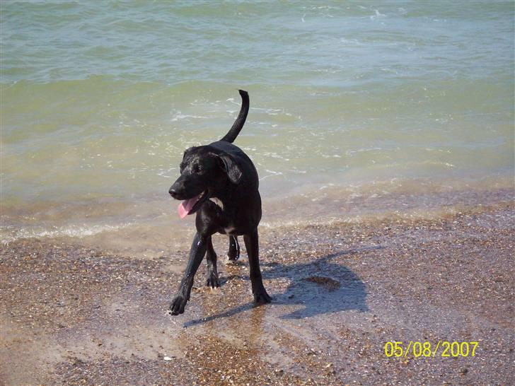 Blanding af racer Bingo billede 7