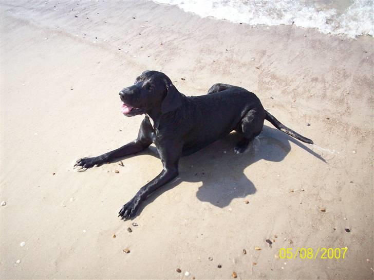 Blanding af racer Bingo - rigtig fotomodel billede 8