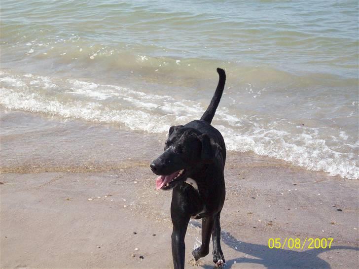 Blanding af racer Bingo billede 9