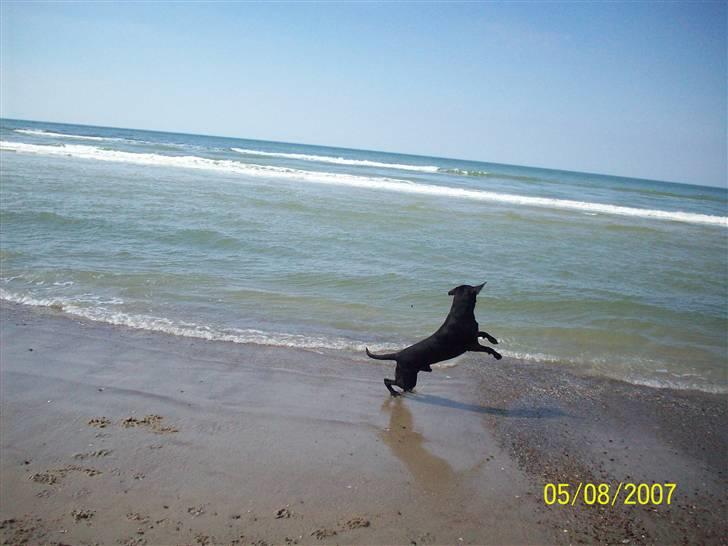 Blanding af racer Bingo billede 10