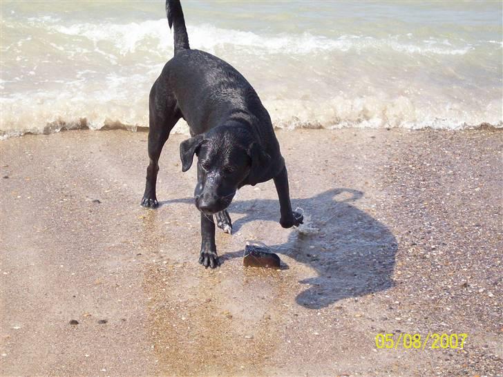 Blanding af racer Bingo billede 11