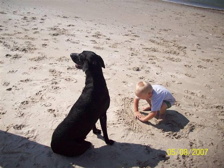 Blanding af racer Bingo - jeg passer godt på billede 13