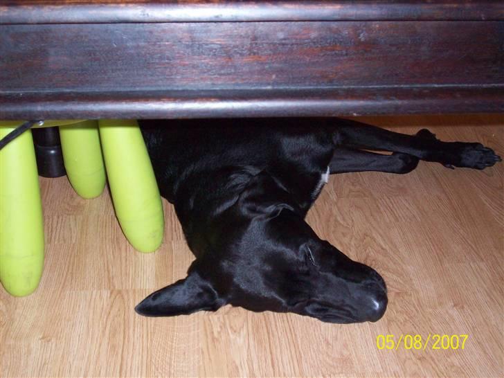 Blanding af racer Bingo - puha det er hårdt at lege billede 14