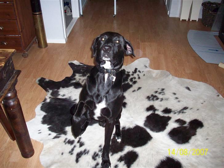 Blanding af racer Bingo - jeg er dygtig billede 15