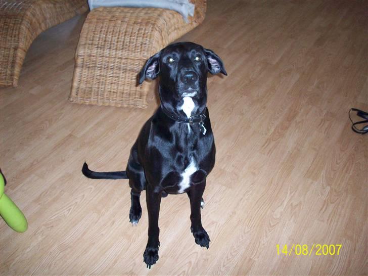 Blanding af racer Bingo - leg lytter billede 16