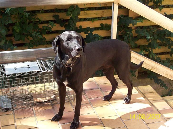 Blanding af racer Bingo - her er jeg billede 17