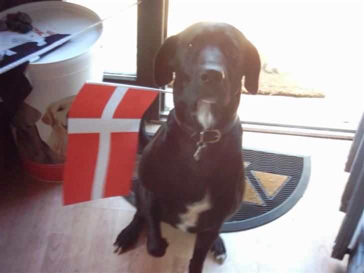 Blanding af racer Bingo - min 4 års føsda billede 19