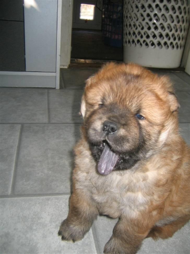 Chow chow Balder billede 1