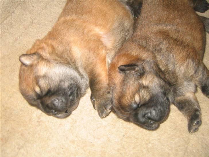 Chow chow Balder - Balder til venstre billede 2