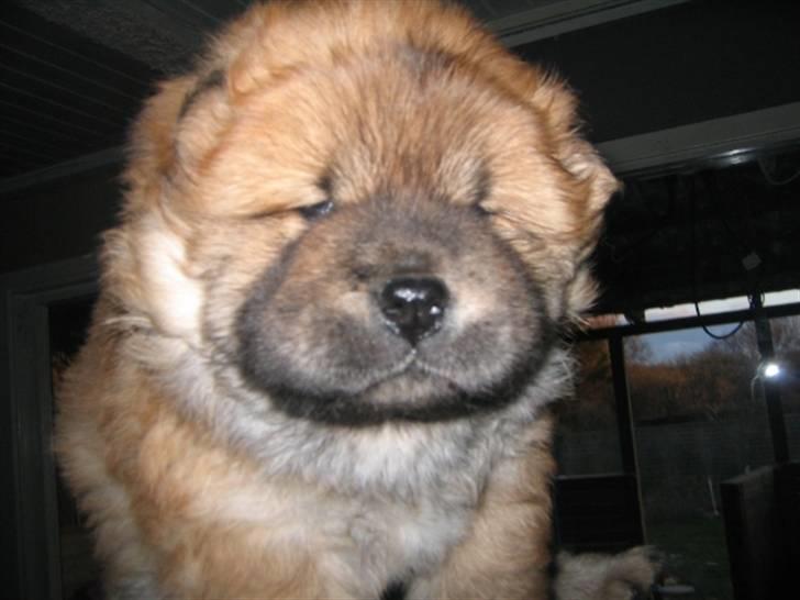 Chow chow Balder billede 3