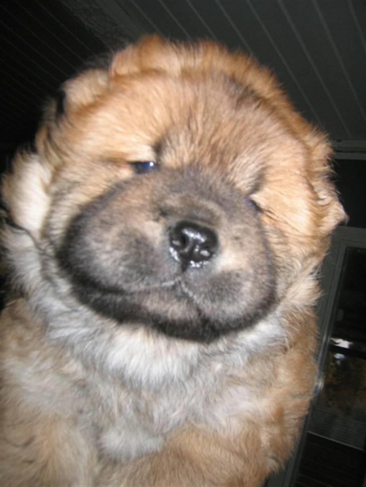 Chow chow Balder billede 4