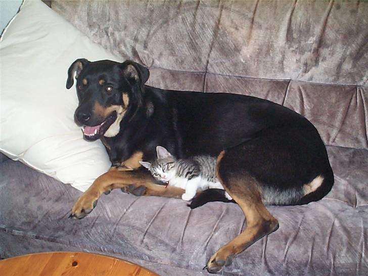 Blanding af racer Zenta - Mille og jeg skal til at sove. billede 9