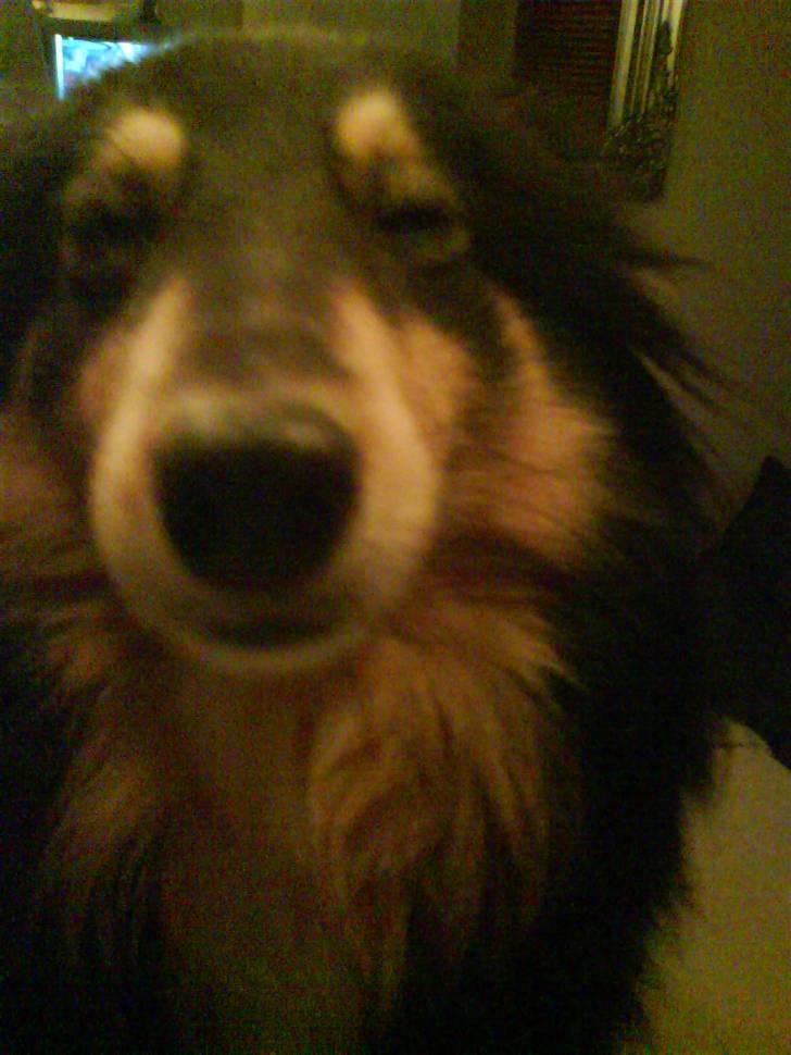 Shetland sheepdog geisha - smukke smukke mig billede 2