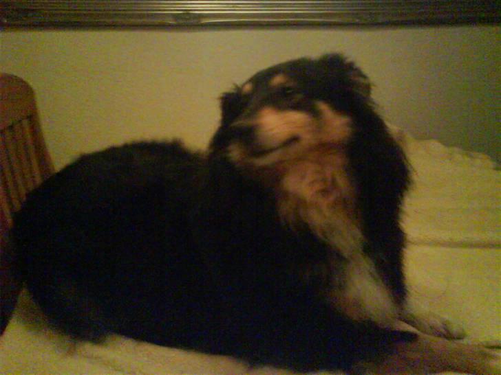 Shetland sheepdog geisha - er jeg ikke bare fræk billede 3