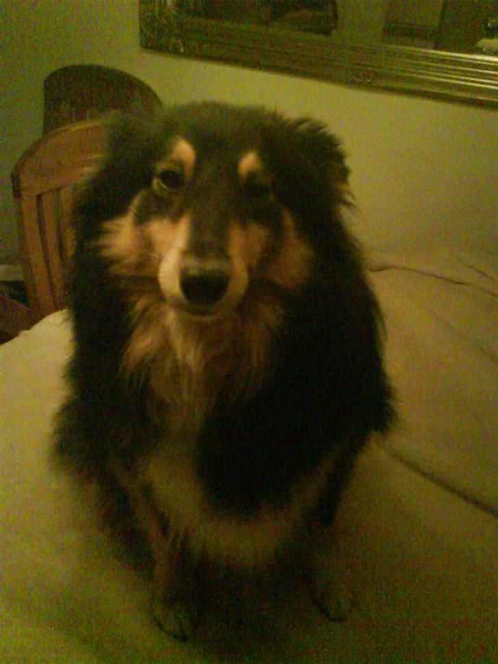 Shetland sheepdog geisha - lækker lækker lækker billede 4