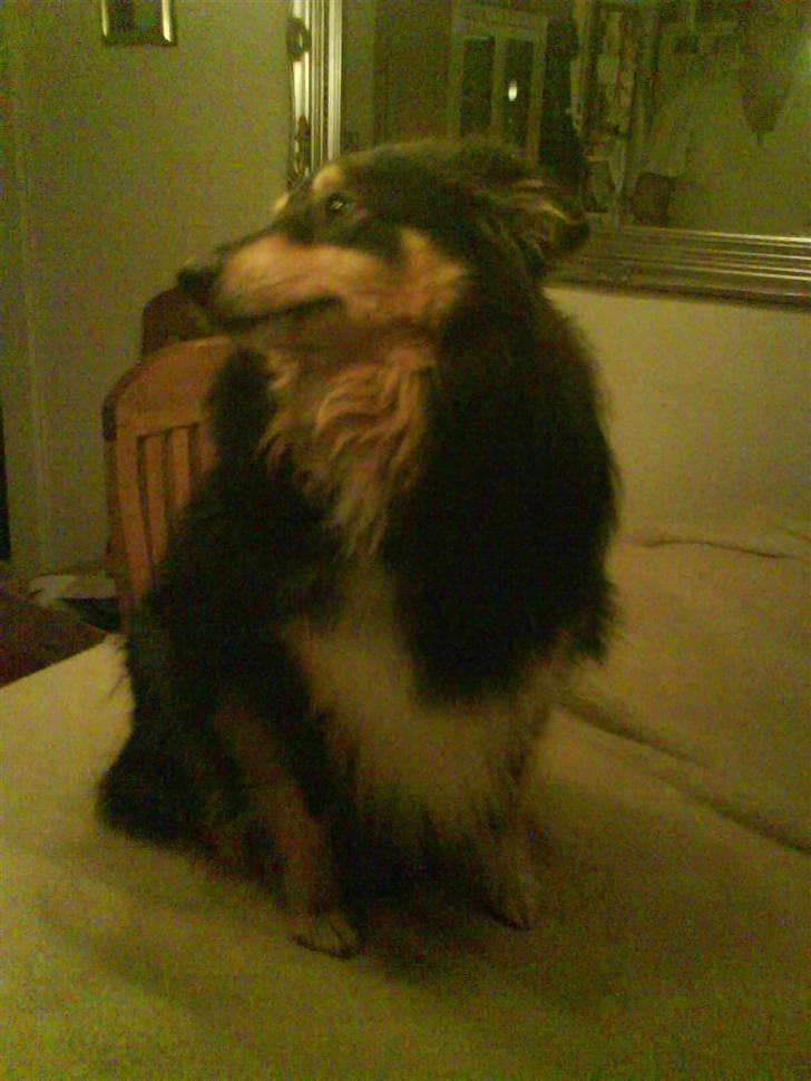 Shetland sheepdog geisha - se til højre billede 5