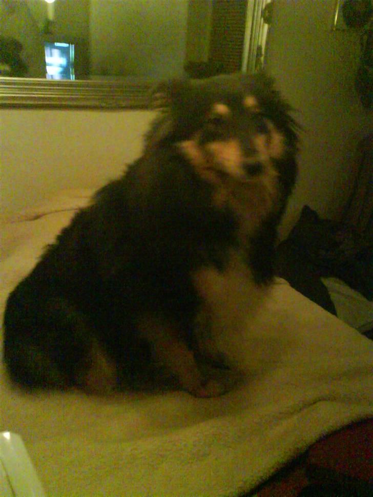 Shetland sheepdog geisha - og fra siden vor er jeg flot billede 6