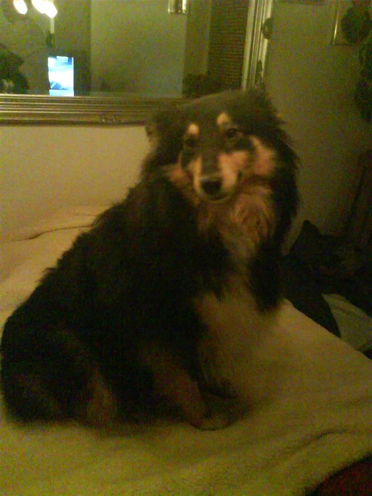 Shetland sheepdog geisha - også her er jeg smuk og gravid billede 7