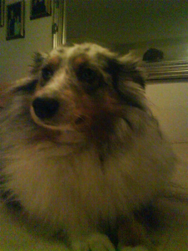 Shetland sheepdog dina - dina lækker lille dame og blue merl billede 1