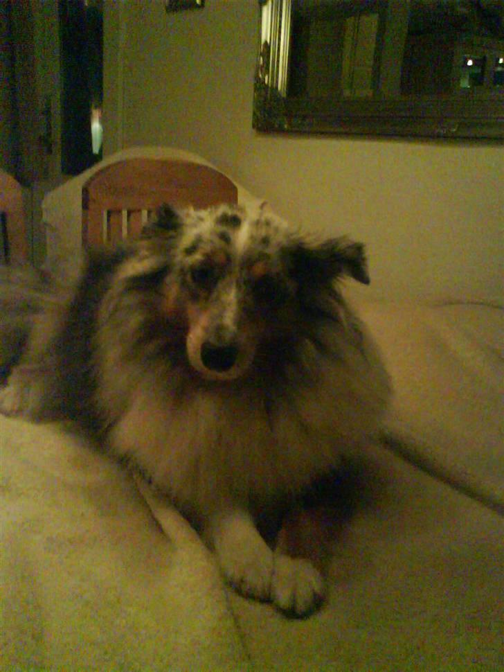 Shetland sheepdog dina - igen smuk og rigtig prinsesse billede 2