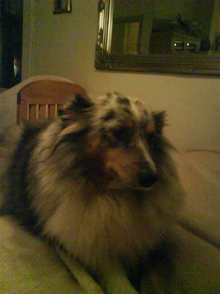 Shetland sheepdog dina - se mig lige smuk billede 3