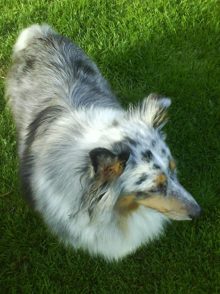 Shetland sheepdog dina - hej og nej hor er jeg lækker billede 4