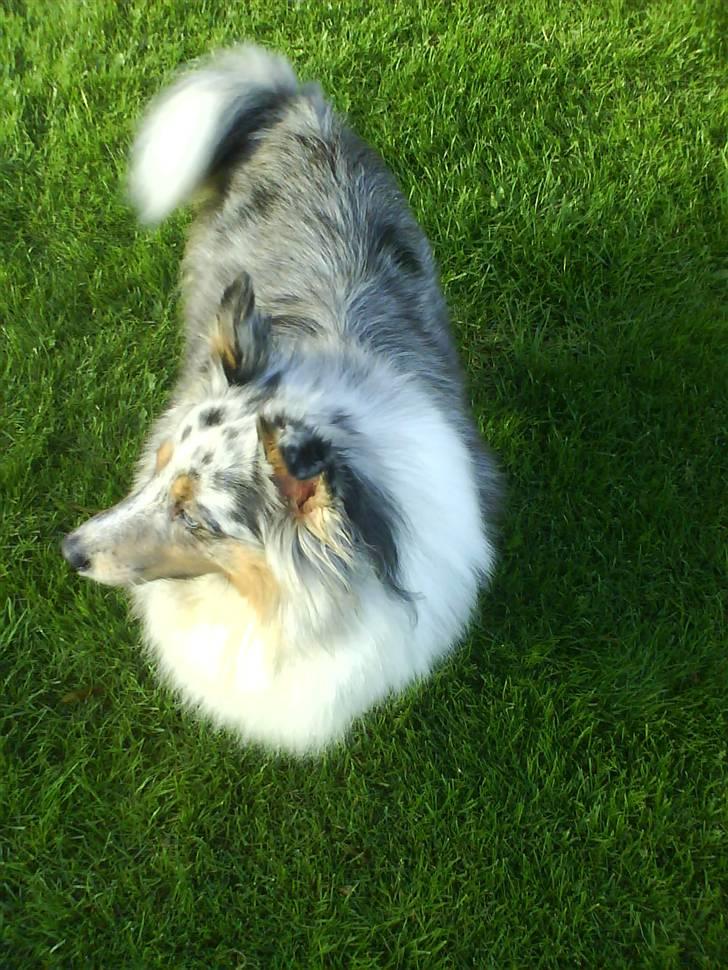 Shetland sheepdog dina - nøøøøøøøøj hvor er jeg flotte flotte og se mine farver billede 5
