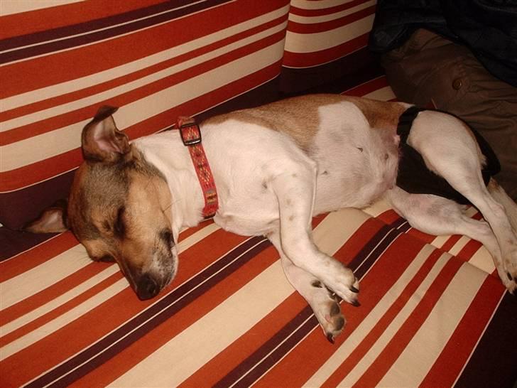 Jack russell terrier bella =) billede 1