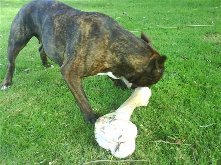 Amerikansk staffordshire terrier shila - mmm hunde paradis billede 2