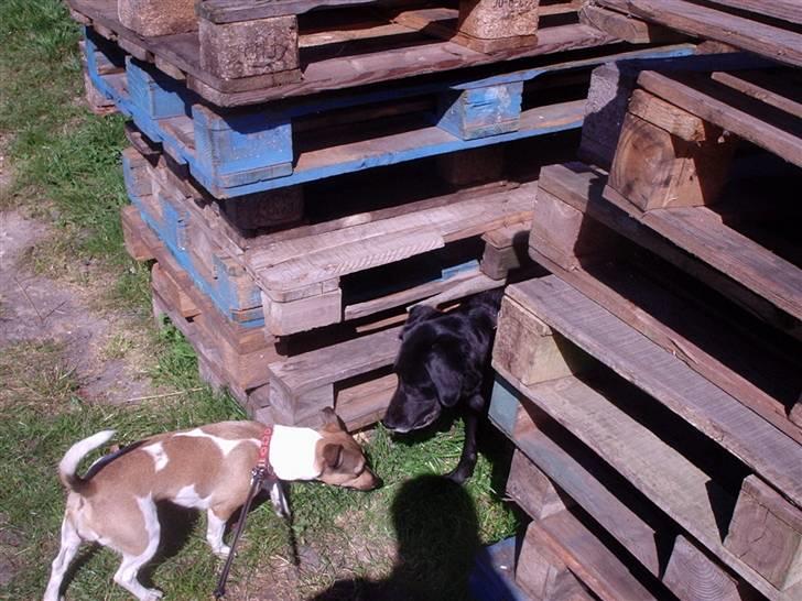 Jack russell terrier bella =) billede 2