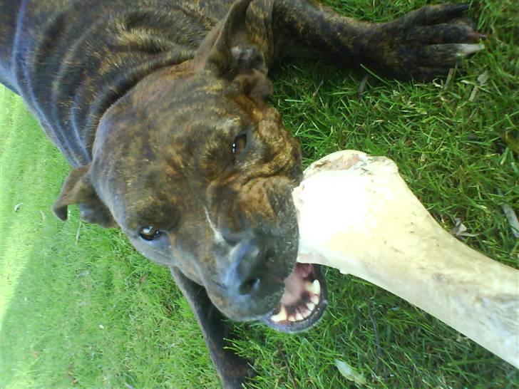 Amerikansk staffordshire terrier shila - det var så postbudet billede 3