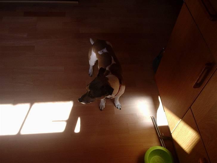 Jack russell terrier bella =) billede 3