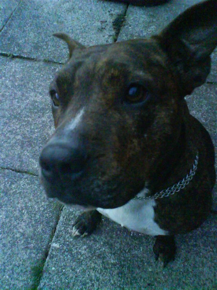 Amerikansk staffordshire terrier shila - øh mor jeg forstår ikke helt siger du jeg er på hundegalleri? billede 4