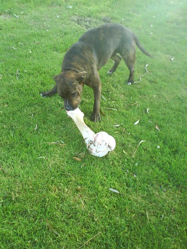 Amerikansk staffordshire terrier shila - lækker ben billede 7