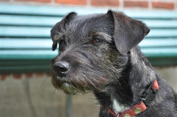 Blanding af racer hysse - velkommen til hysses profil ;P billede 1