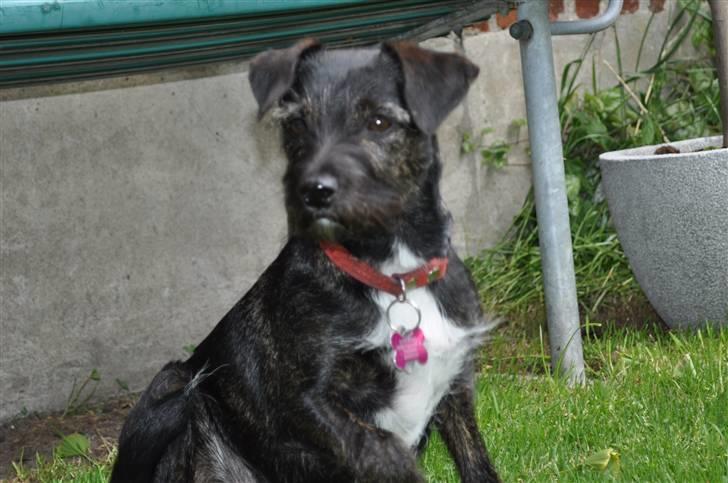 Blanding af racer hysse - flotte musse billede 2