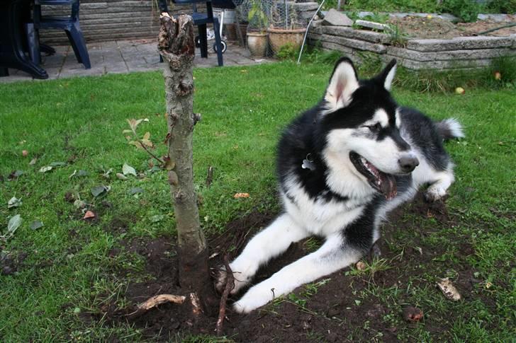 Alaskan malamute Maluq    R.I.P  august 2011 - 10 mdr, er rigtig god til at hjælpe med " havearbejde"   billede 18