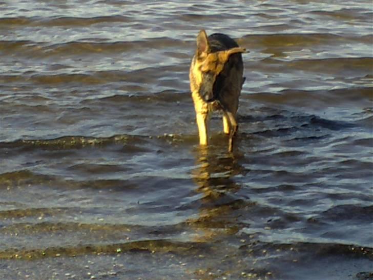 Schæferhund Rex (Enzo) - Den 6 / 10 en tur ved stranden og det var dejligt billede 9